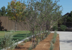 lubbock drought tolerant landscaping